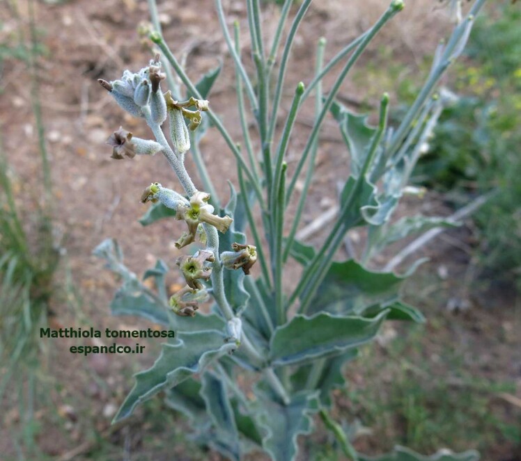 چلیپای نمدی